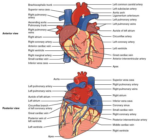 pics of hearts|detailed pic of heart.